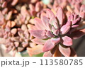 秋麗　多肉植物 113580785