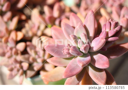 秋麗　多肉植物 113580785