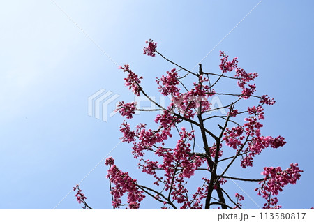 寒緋桜(カンヒザクラ)と春の空 寒緋桜(カンヒザクラ)と春の空 113580817