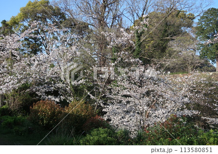 福岡の春 舞鶴公園 福岡の春 舞鶴公園 113580851