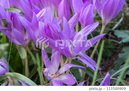 秋に咲いた紫のコルチカムの花 113580909