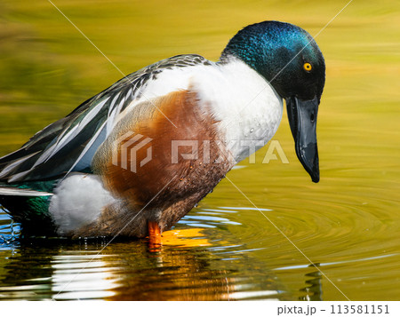 水辺のハシビロガモ 水辺のハシビロガモ 113581151