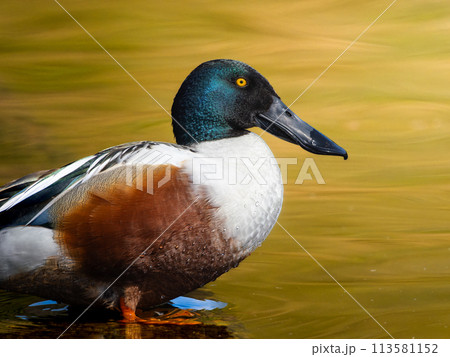 水辺のハシビロガモ 113581152