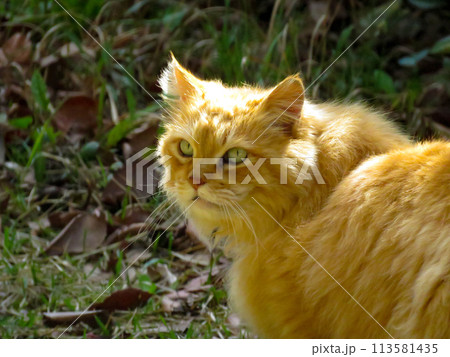 後ろを警戒している長毛の猫 113581435