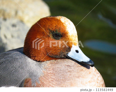ヒドリガモのオスの横顔 113581449