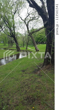 北海道大学の小川と樹木 113581541