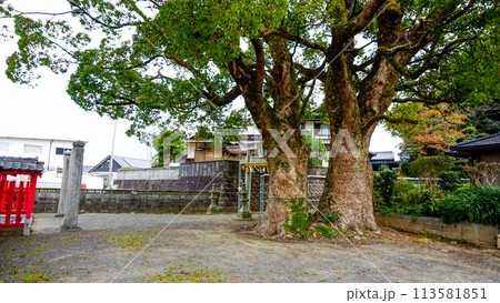 五所八幡宮の大きな御神木 五所八幡宮の大きな御神木 113581851