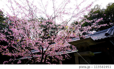 五所八幡宮のピンクで可愛らしい桜 113581951