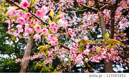 五所八幡宮のピンクで可愛らしい桜 113581952