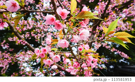 五所八幡宮のピンクで可愛らしい桜 五所八幡宮のピンクで可愛らしい桜 113581953