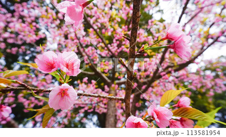 五所八幡宮のピンクで可愛らしい桜 113581954