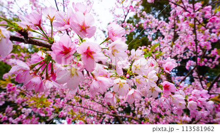 五所八幡宮のピンクで可愛らしい桜 113581962