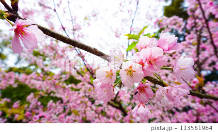 五所八幡宮のピンクで可愛らしい桜 五所八幡宮のピンクで可愛らしい桜 113581964