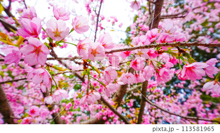 五所八幡宮のピンクで可愛らしい桜 113581965