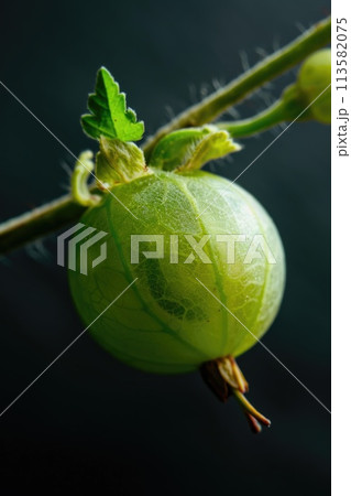 A single gooseberry hangs delicately on a twig 113582075