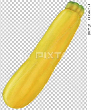 Yellow zucchini illustration - Stock Illustration [113582471]