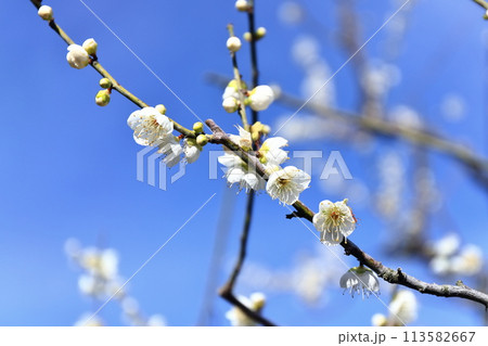【香川県】特別名勝・栗林公園（梅の花） 113582667