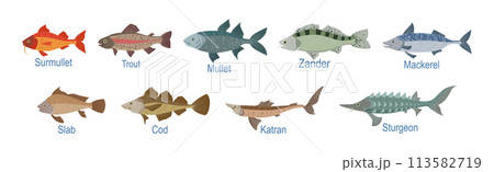 Freshwater Fish Side View with Name Inscription Vector Set Freshwater Fish Side View with Name Inscription Vector Set 113582719