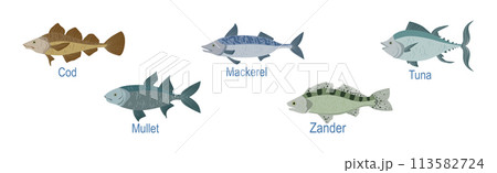 Freshwater Fish Side View with Name Inscription Vector Set Freshwater Fish Side View with Name Inscription Vector Set 113582724