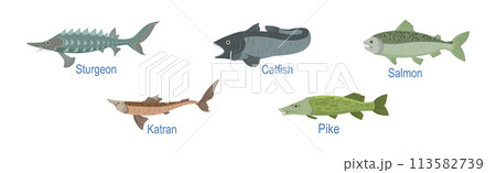 Freshwater Fish Side View with Name Inscription Vector Set 113582739