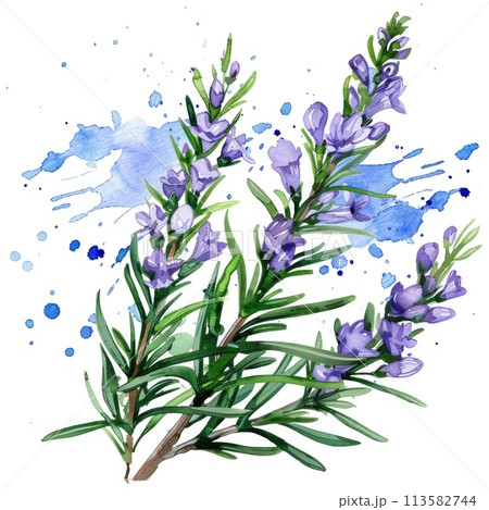 This watercolor illustration captures the delicate beauty of rosemary in bloom This watercolor illustration captures the delicate beauty of rosemary in bloom 113582744