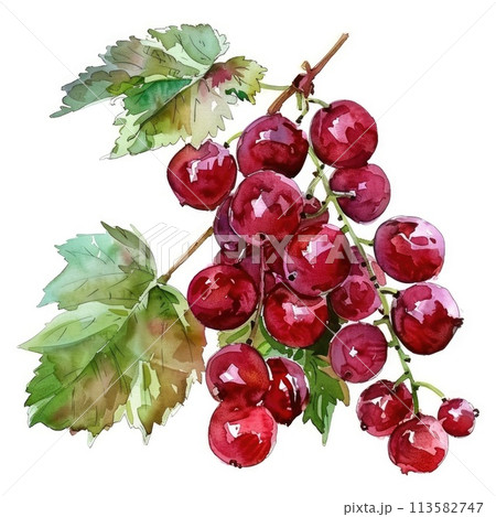 A cluster of red currants is brought to life with watercolor 113582747