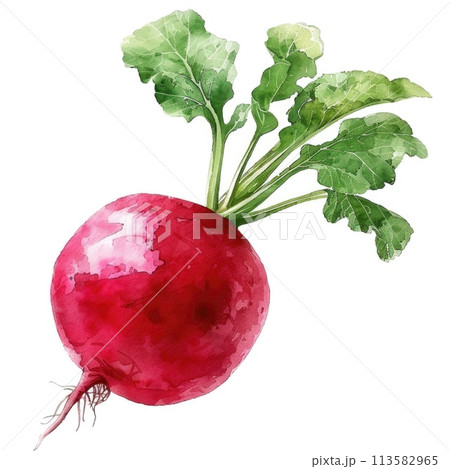 watercolor showcases a radish with deep red roots and vibrant green leaves 113582965