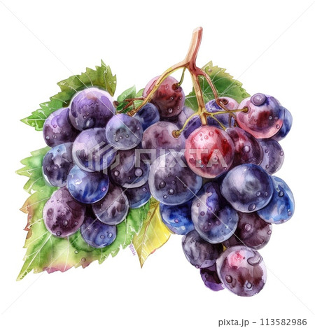 A cluster of grapes in deep purples and greens done in watercolor A cluster of grapes in deep purples and greens done in watercolor 113582986