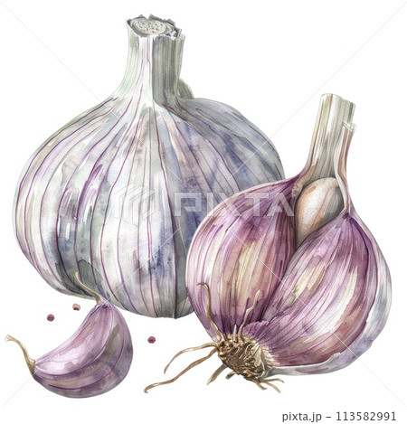 An exquisite watercolor composition of garlic bulbs with delicate shading An exquisite watercolor composition of garlic bulbs with delicate shading 113582991
