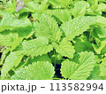 春の畑で育つレモンバームの葉 113582994