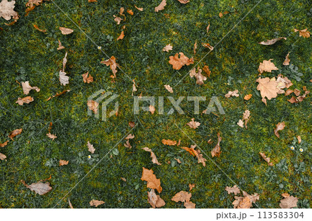 men legs standing on grass field covered with autumn oak leaves 113583304