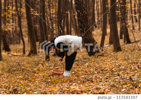 woman with basket looking for mushrooms in autumn forest 113583307