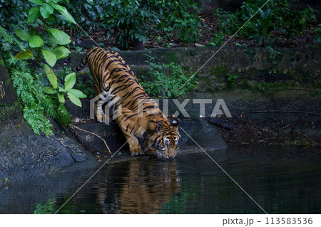 Close up Indochinese tiger is beautiful animal and dangerous 113583536