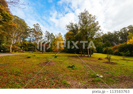 Dandenong Ranges Botanic Garden in Olinda Australia Dandenong Ranges Botanic Garden in Olinda Australia 113583763