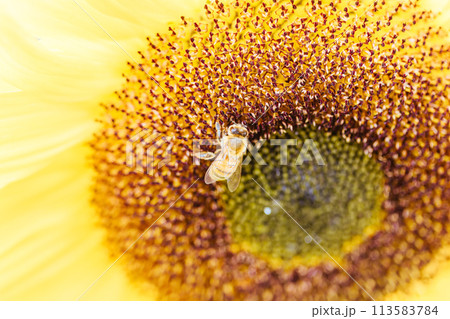Sunflowers in the Dandeong Ranges in Australia 113583784