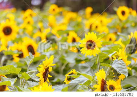 Sunflowers in the Dandeong Ranges in Australia Sunflowers in the Dandeong Ranges in Australia 113583793