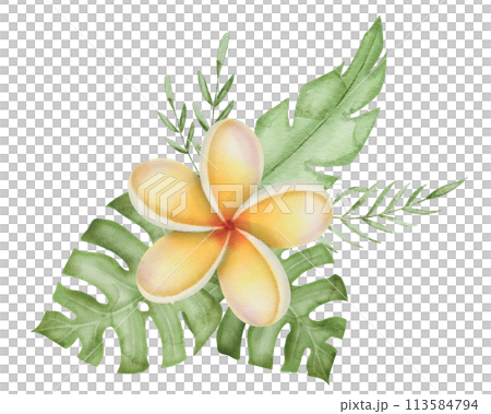 Plumeria Watercolor Frame Border. Frangipani flower with tropical leaves. Hand drawn clipart on isolated background. Round wreath from a bouquet of exotic summer plants. Floral botanical illustration. 113584794