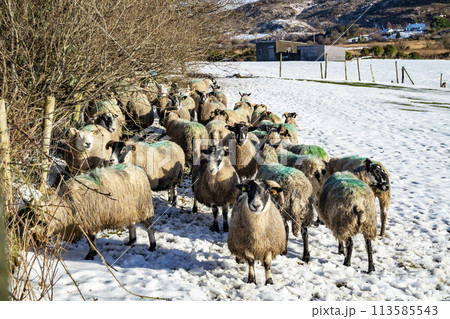 Flock of sheep at a snow covered meadow in County Donegal - Ireland Flock of sheep at a snow covered meadow in County Donegal - Ireland 113585543