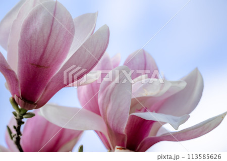 Magnolia Sulanjana flowers with petals in the spring season. beautiful pink magnolia flowers in spring, selective focusing. 113585626
