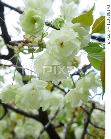 満開に咲き誇る御衣黄桜 満開に咲き誇る御衣黄桜 113586143