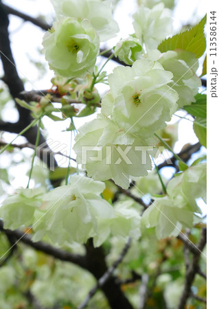 満開に咲き誇る御衣黄桜　～3:2バージョン 113586144