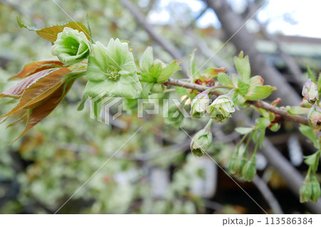 開花した御衣黄桜 ~3:2バージョン 開花した御衣黄桜 ~3:2バージョン 113586384
