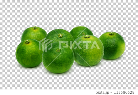 Shekwasha illustration realistic 113586529