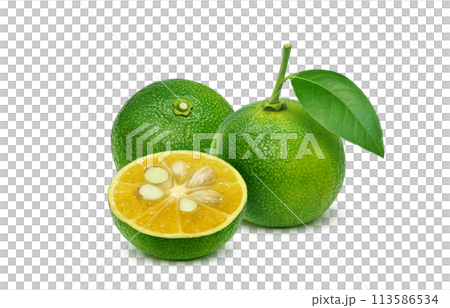 Shikwasa 插圖現實 113586534