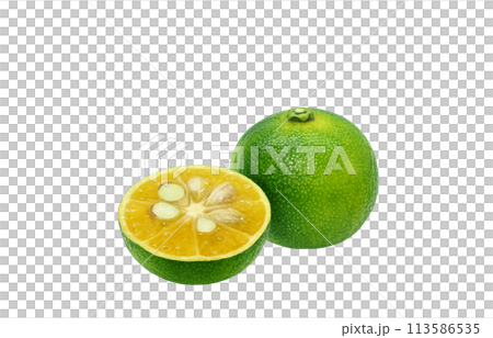 Shikwasa 插圖現實 113586535