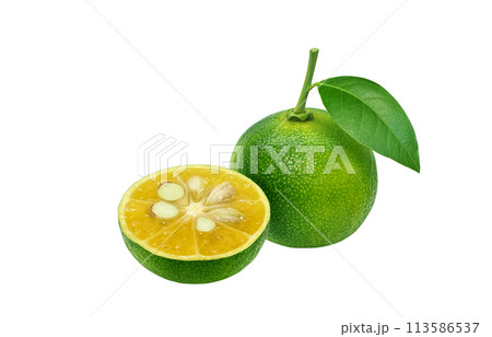 シークヮーサー イラスト リアル シークヮーサー イラスト リアル 113586537
