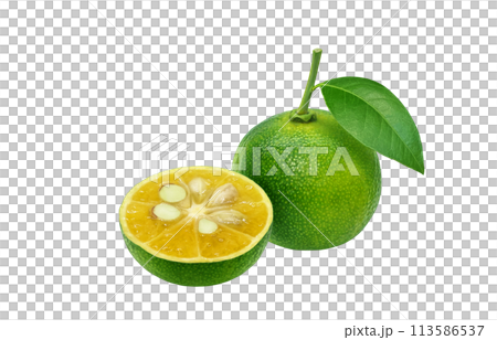 シークヮーサー イラスト リアル シークヮーサー イラスト リアル 113586537