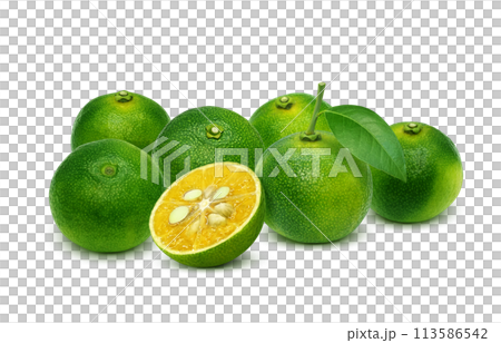 Shikwasa 插圖現實 113586542