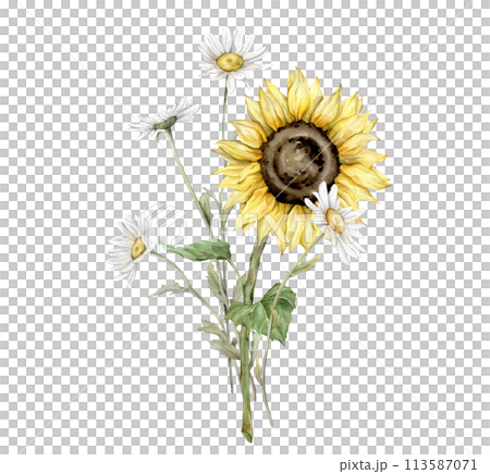 Watercolor bouquet of daisy and sunflower flowers. Watercolor hand drawing illustration on isolated white background. White chamomile and yellow botanical plants. Composition from painted summer flora 113587071