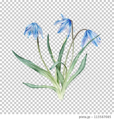 A bouquet of the light blue first spring flowers. Watercolor botanical illustration of delicate lilac flowers. Three scillas hand drawn isolated on white background. 113587085